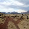 "Karoo Landscape II"