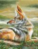 "Black-Backed Jackal in the Riverbed"