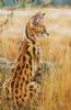 "Alert Serval Cat"