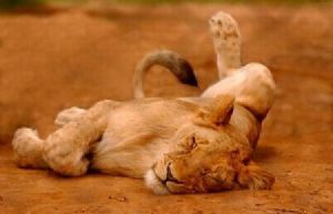 "Lion 01"