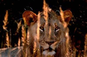 "Lion 04"
