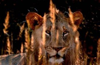 "Lion 04"
