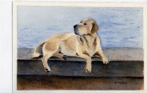 "Labrador On Harbour Wall"