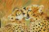 "Cheetah Cubs Grooming "