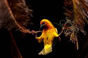 "Cape Weaver"