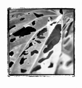 "Nature Abstract II"