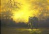 "Lone Elephant Bull at Sunset - Chobe"