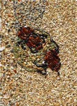 "Dung beetles"