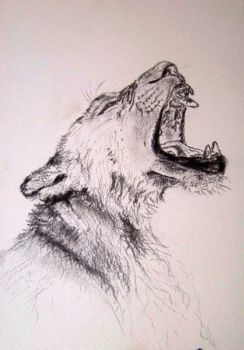 "Lion Yawning"