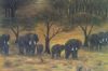 "Elephant Herd"