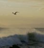 "Birdsong"
