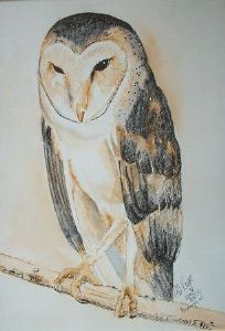 "Barn Owl"