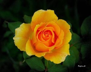 "Yellow Rose"