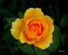 "Yellow Rose"