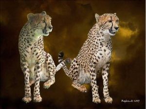 "Twins"