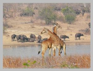 "Kruger Park"