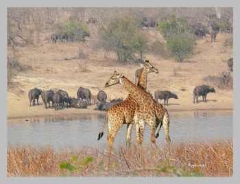 "Kruger Park"