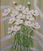 "Kosmos Flowers White 1"