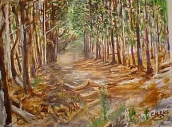 "Forest Interior"