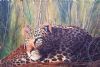 "Leopard Resting"