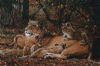 "Lioness and cubs"