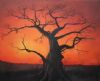 "Sunset with Baobab tree"