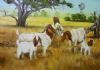 "Tranquil Goats"