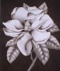 "Magnolia"