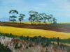 "Canola Fields"