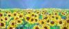 "Sunflower Field 1"