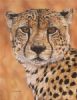 "Cheetah Time"