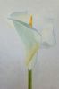 "Arum Lily"