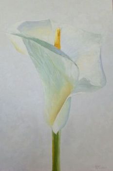 "Arum Lily"