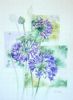 "Agapanthus"