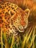 "Leopard"