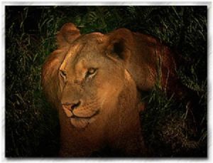 "Beautiful Lioness"