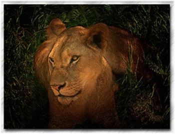 "Beautiful Lioness"