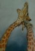 "Two Giraffes"