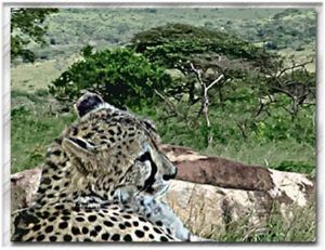 "Cheetah In Repose"