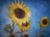 "Sunflowers"