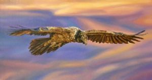 "Bearded vulture"
