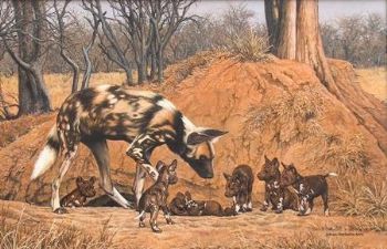 "Wild Dog & Pups"