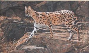 "Serval cat and Mouse"