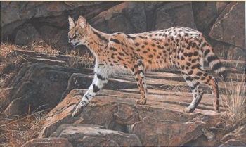 "Serval cat and Mouse"