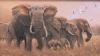 "Elephant Herd with Cattle Egrets"
