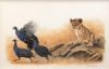 "Lion Cub & Vulturine Guinea Fowl"