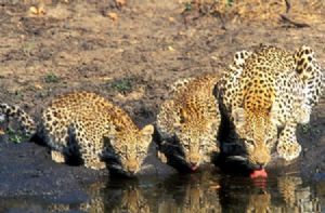 "Leopard & Cubs Drinking"