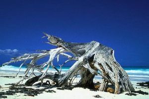 "Driftwood RESERVED"