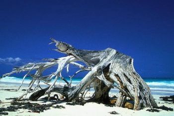 "Driftwood RESERVED"