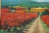 "Cape vineyard Hex river"